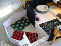 pups1
