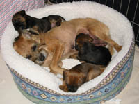 pups1