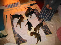 pups1