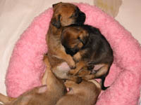 pups1