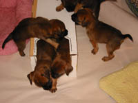 pups1