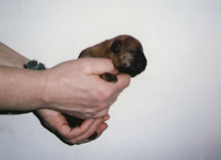 Newman